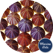 8251-P16 - Sea Urchin Cornish Carnival 8-10cm